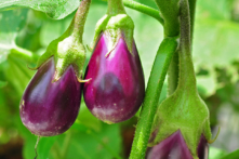 Top 10 loại thực phẩm giúp cơ thể chống lại tế bào ung thư