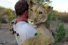 Sư tử là loài vật rất tình cảm, không hề hung dữ như bạn nghĩ (Video)