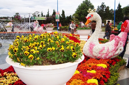 Đến Đà Lạt tận hưởng không khí tưng bừng của Festival Hoa 2017