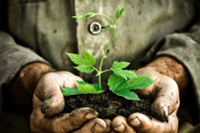 Nghiên cứu: Chỉnh sửa quá trình quang hợp, tăng năng suất cây trồng 40%