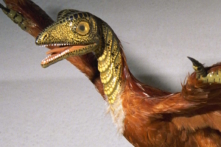 Các hóa thạch của thuyết tiến hóa: Sự thật hay bị làm giả?