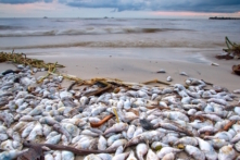 Siêu dự án Thép Ninh Thuận Cà Ná: Đánh thức nguy cơ hủy hoại môi trường