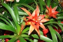 5 cây trồng trong nhà giúp loại bỏ không khí ô nhiễm