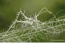 Đâu là cây, đâu là côn trùng? (video)