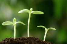 Đừng dạy chúng hơn thua