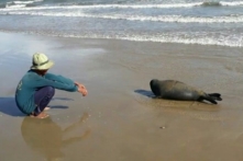 Cái chết của chú hải cẩu: Khi con người không còn sợ làm điều ác nữa