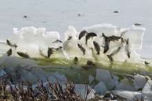 Hiện tượng lạ: Cá bị đóng băng trong ‘không khí’