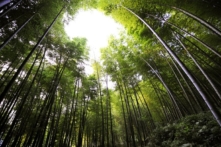 Bạn có dám can đảm sống như cây mao trúc?