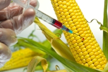 Nghiên cứu: Bắp ngô thường và biến đổi gen ‘cơ bản là không tương đồng’