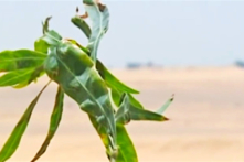 Ai Cập trồng rừng trên sa mạc nhờ tận dụng… nước cống