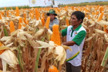 Thực phẩm biến đổi gen đã tiến vào bàn ăn của người Việt từ khi nào?