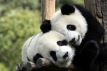 Lý do gấu trúc là một trong những loài động vật đáng yêu nhất thế giới (Video)