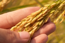 93% hạt giống hoa màu và trái cây đã tuyệt chủng trong 80 năm qua