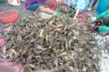 Hơn 1,6 triệu con tôm hùm chết ở Phú Yên: Do nhiều nguyên nhân khách quan