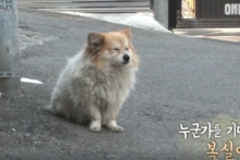 Chú chó Hàn Quốc chờ đợi người chủ không quay về ở bến cảng suốt 3 năm