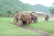 Đàn voi chạy đến “chào mừng” chú voi con mồ côi mới được nhận nuôi (Video)