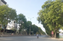 Dự án ‘chặt cây’ – Cần một lời giải thích