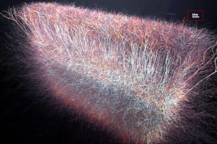 Nghiên cứu thần kinh học: Có một vũ trụ đa chiều trong bộ não chúng ta