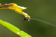 Video: Loài nhện độc đáo có thể phóng tơ 25m qua một con sông