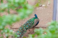 Mở cửa vườn thú Safari thứ 4 trên cả nước tại Hà Nội