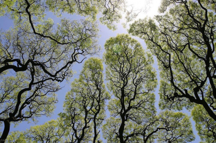 Những bức ảnh cho thấy cây cối biết nhường nhịn nhau