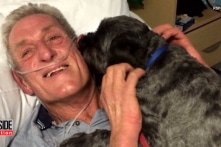 Chú chó sủa đánh thức chủ nhân đang hôn mê nhận được giải thưởng đặc biệt