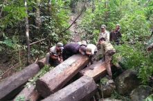 Đến cuối 2017, có thể kiểm soát từng cánh rừng trên toàn quốc