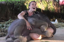 Voi con nô đùa và ‘làm nũng’ với người như một đứa trẻ (Video)