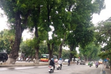 Từ 12/9, Hà Nội chặt, chuyển 130 cây xanh trên đường Kim Mã