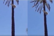 Bạn đã từng nhìn thấy dê leo… cây dừa? (Video)