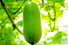 Giảm mỡ bụng và đẹp da với các cách chế biến từ bí đao