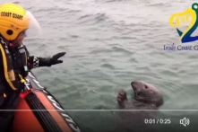 Chú hải cẩu đáng yêu “vẫy tay” chào nhân viên đội tuần tra bờ biển