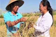 Trung Quốc trồng thành công giống lúa chịu mặn, hứa hẹn đủ nuôi 200 triệu dân