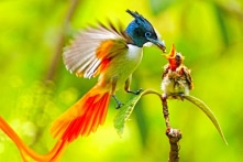 Chiêm ngưỡng vẻ đẹp rực rỡ của những loài “chim thiên đường”