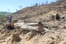 61 ha rừng bị tàn phá: Sau hạt trưởng, hạt phó, đề nghị kiểm điểm Chủ tịch huyện