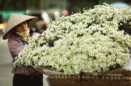 Mùa cúc họa mi