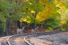 Đường sắt Nhật Bản dùng hiệu ứng âm thanh và sóng siêu âm bảo vệ hươu nai hoang dã