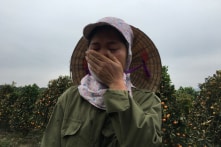 Vụ vườn quất bị phá hoại: Sao cứ phải ‘dìu’ nhau xuống hố?