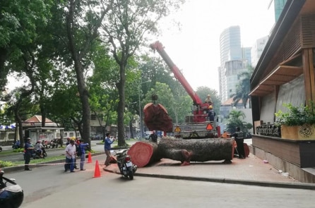 Những cái cây ngu ngốc vừa chết