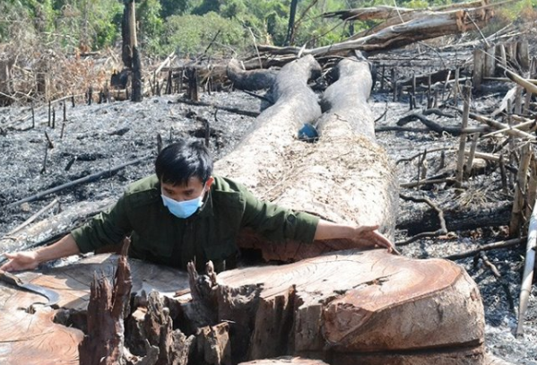phá rừng