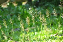 Hoa cỏ may tôi yêu