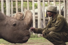Con đực cuối cùng của loài tê giác trắng phương Bắc đã qua đời