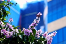 Hà Nội: Bằng lăng thức giấc gọi hè về