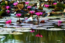 Niềm tin vào cuộc sống