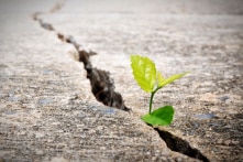 Trái tim dũng cảm