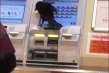 Quạ ở Nhật Bản ‘cướp’ thẻ tín dụng để mua vé xe lửa