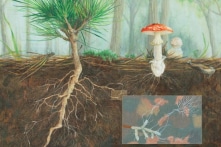 Không chỉ dùng âm thanh, thực vật còn biết nghe lén và bảo vệ họ hàng