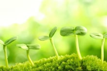 Vì sao thực vật có thể phân biệt được họ hàng của chúng?