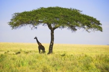 “Thực vật đơn giản chỉ là loài động vật rất chậm”