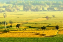 Thủ tướng đồng ý chuyển hơn 200 ha đất trồng lúa sang đất phi nông nghiệp